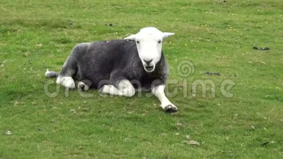 摩尔兰羊在草地上休息视频的预览图