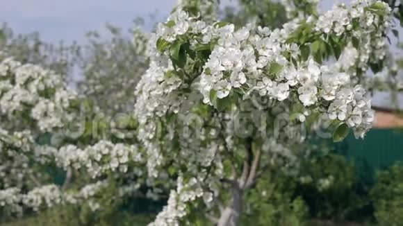蓝天早春的白苹果树视频的预览图