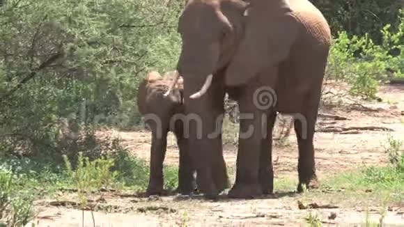 非洲象的小牛从母亲那里哺乳视频的预览图