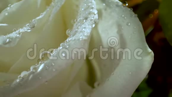 早晨的阳光下有水滴的白玫瑰一束鲜花特写视频的预览图