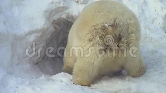 白熊在雪地里爬行视频的预览图