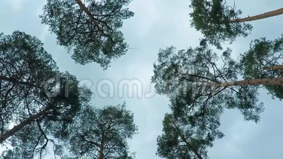 古老的松树在风中随风摇曳树干摇曳树枝上发出阵阵风声视频的预览图