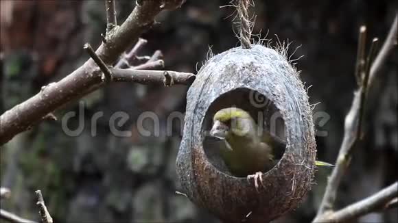 鸟青雀食鸟籽视频的预览图