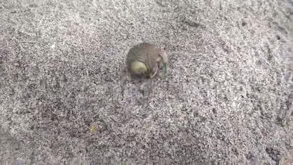 在沙滩上爬行的隐蟹视频的预览图