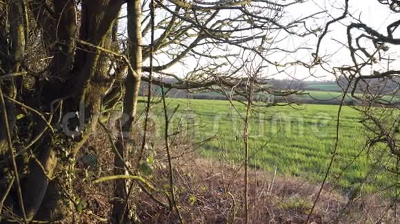 伦敦附近的英国乡村早春山榉木复制空间背景向绿色领域的视野视频的预览图
