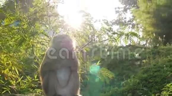 小猴子在阳光下吃浆果高清视频的预览图