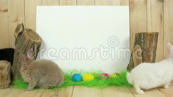 小兔子爬在绿色的地板上白色的背景为字母自由的空间绘图视频的预览图