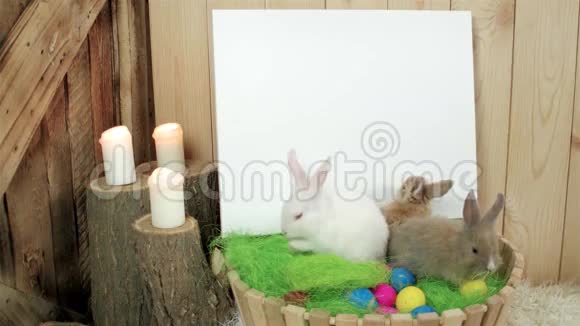 兔子坐在木篮里复活节符号文字的白色背景绘画的空间视频的预览图