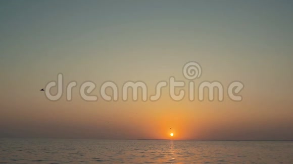 美丽的日落或日出在宁静的海洋上海鸥飞翔视频的预览图