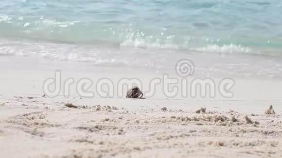 一只小螃蟹在海滩上奔跑视频的预览图