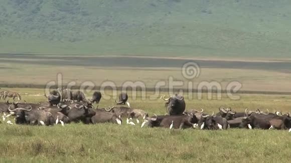 在草原上放牧的非洲水牛群视频的预览图