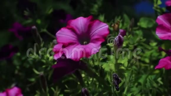 绿野紫花视频的预览图