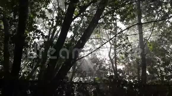 雨和冰雹在树林里阳光照在照相机里视频的预览图