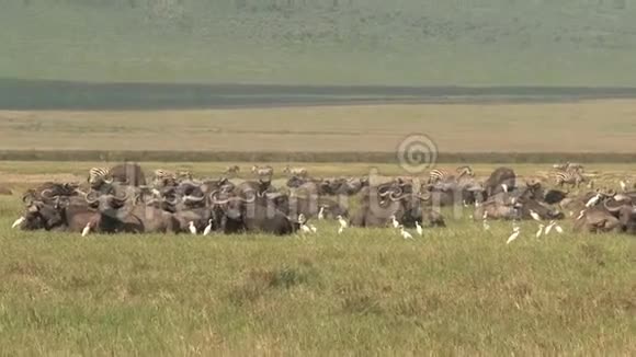 在草原上放牧的非洲水牛群视频的预览图