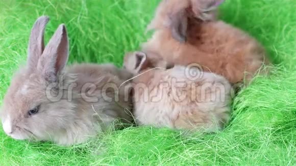 小小的长毛兔爬在绿色地板上的兔子可爱的五颜六色的小动物视频的预览图