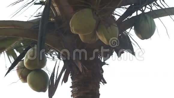 椰子挂在棕榈树上视频的预览图