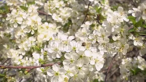慢动作美丽盛开的樱桃和蜜蜂收集花蜜视频的预览图