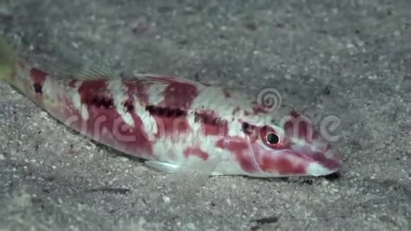红海山羊鱼红海珊瑚沙布鲁米视频的预览图
