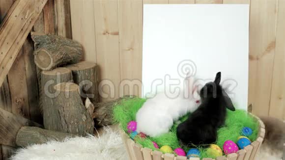 小小的复活节兔子在木制篮子里爬行白色的文字空间视频的预览图