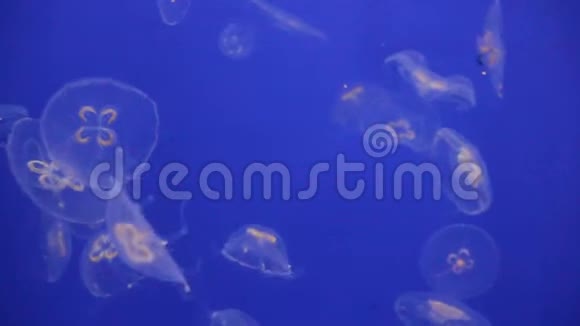 水母海月生物发光漂浮在水下视频的预览图