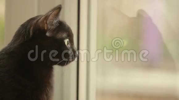 黑猫坐在窗台上看着窗外猫简介视频的预览图