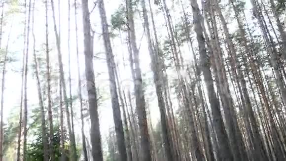 阳光冲破松林视频的预览图