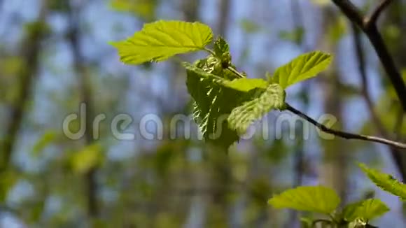 早春的榛树在森林宏观视频镜头高清静态摄像机视频的预览图