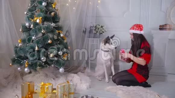 在圣诞树附近给狗送圣诞礼物的女人视频的预览图