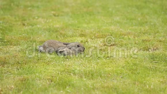 绿色草地上的灰兔视频的预览图