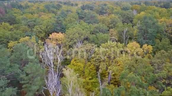 鸟瞰森林树木覆盖着黄色的叶子视频的预览图