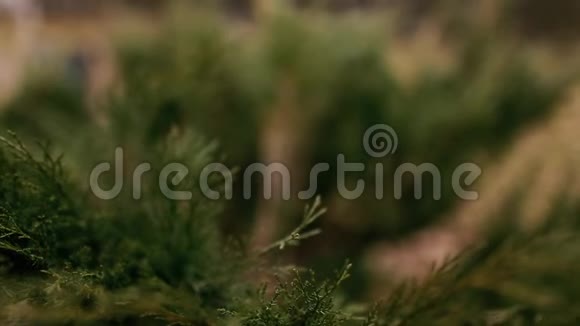 春天美丽的绿色针叶树视频的预览图