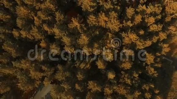 空中观景台飞过美丽的森林树木拍摄飞行镜头视频的预览图