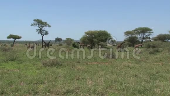 草原上放牧的长颈鹿塔视频的预览图