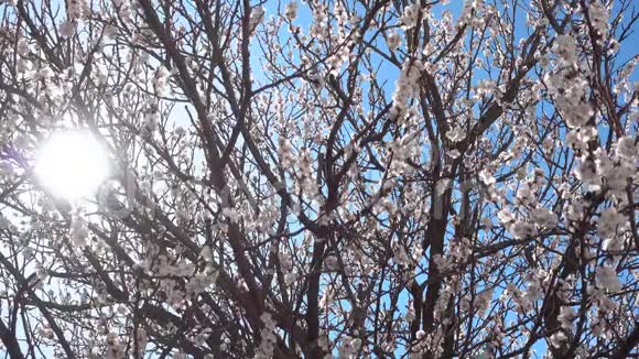春天阳光明媚的日子美丽的盛开的杏树视频的预览图