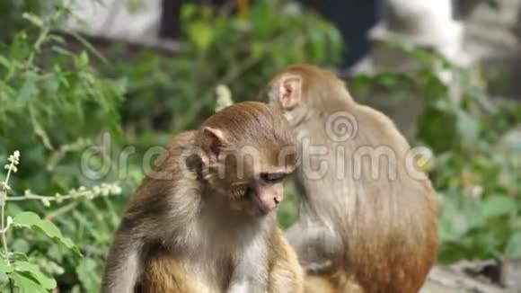加德满都市的小猴子视频的预览图