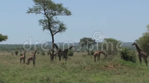 草原上放牧的长颈鹿塔视频的预览图