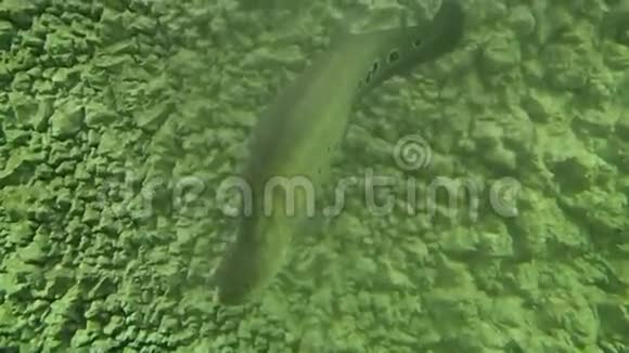 长长的灰鱼在游泳视频的预览图