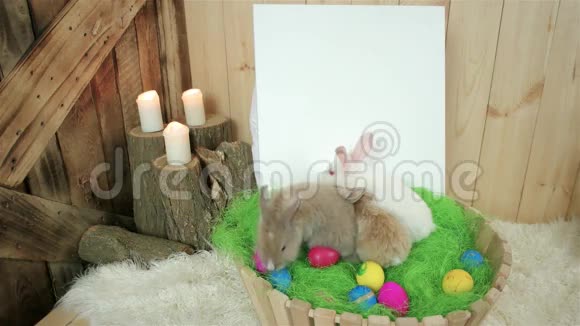 小可爱的五颜六色的兔子在木篮里玩墙上有白纸有画画的空间视频的预览图