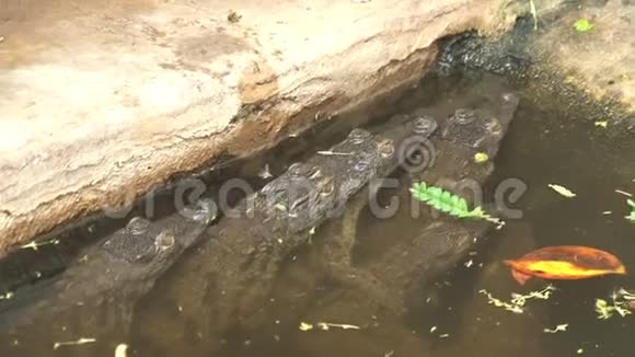 尼罗河鳄鱼宝宝晒太阳自己半淹没视频的预览图