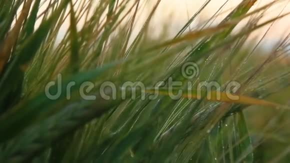 阳光下的乡村风光草地麦田的背景成熟穗丰富的收获概念小麦田视频的预览图