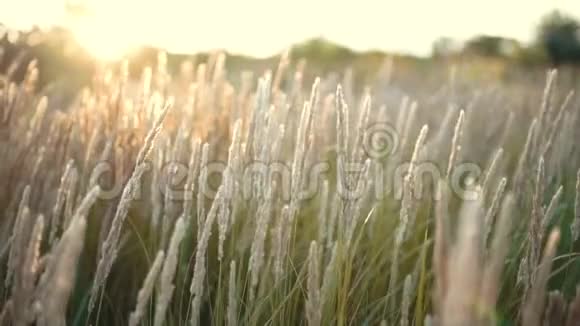 日落或日出时把草地上的花收起来丰富多彩的自然背景视频的预览图