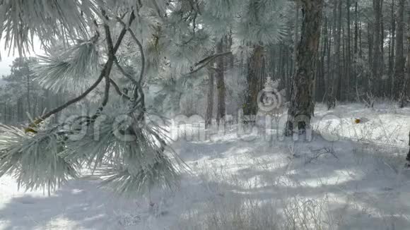 小树枝有结霜的冷杉针视频的预览图