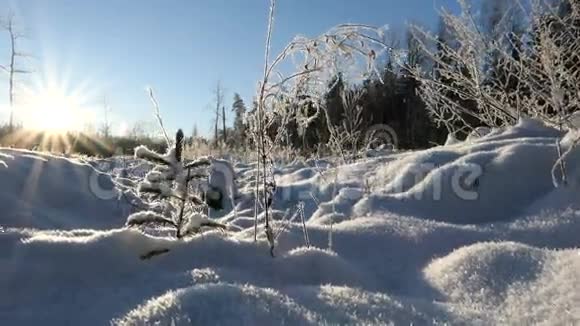 在立陶宛大自然的一个阳光明媚的日子里一棵小树被冰冷的雪覆盖着高清高清视频的预览图