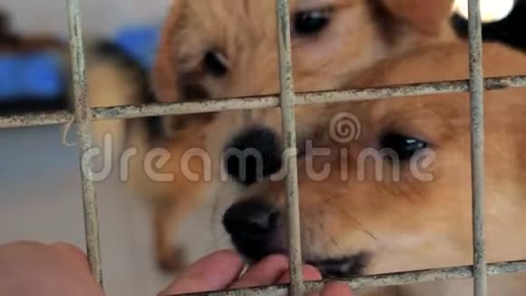 在宠物收容所里雄性手抚养笼中流浪狗的特写镜头人动物志愿服务和帮助概念视频的预览图