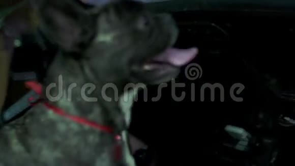 法国牛头犬呼吸急促舌头伸开视频的预览图