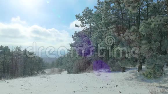 冬天覆盖着雪的森林视频的预览图