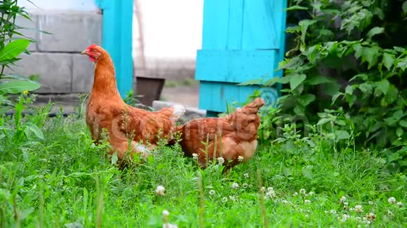 美丽的纯种鸡在农家院里掐草视频的预览图