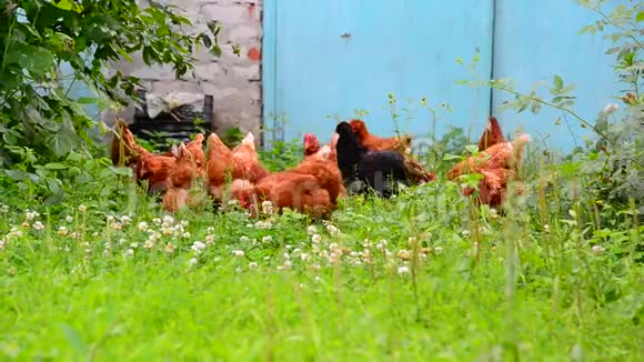 美丽的纯种鸡在农家院里掐草视频的预览图