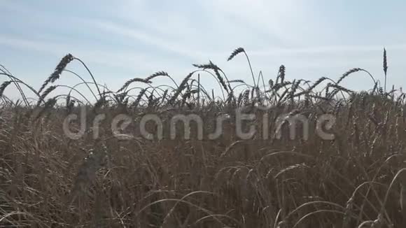 准备在夏季阳光明媚的一天收获的金黄熟麦地视频的预览图