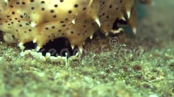 夜晚的黑嘴海黄瓜视频的预览图